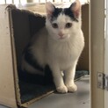 ちょっとビビりのモグちゃん、里親募集。