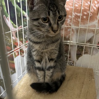 キジトラ　たれ目ちゃん　メス　生後７～８ヶ月くらい