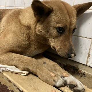 殺処分対象❗️収容期限1/14迄❗️延長なし