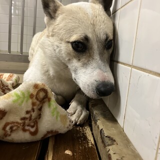 殺処分対象❗️収容期限1/14迄❗️延長なし