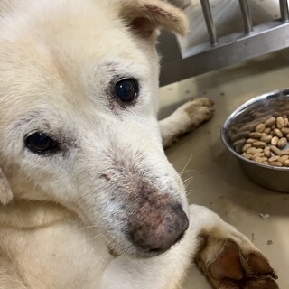 殺処分対象❗️収容期限1/15迄❗️延長なし