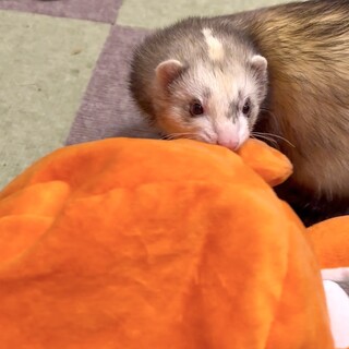 (問い合わせ多数のためご応募停止します)