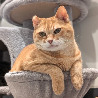 【ディスト】おっとりマイペースな茶トラ男子