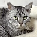とにかく超甘えん坊で抱っこお膝が大好きナム君
