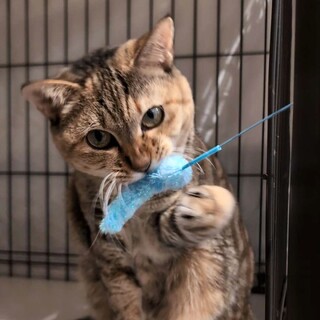 【しゃもじ】淡い色合いの麦わらさん