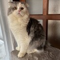 里親決定しました