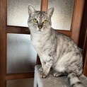 仮名　バンビ♂（三重県内の方限定）