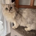 仮名　モン♂（三重県内の方限定募集）