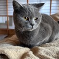 仮名　ココ♂（三重県内の方限定募集）