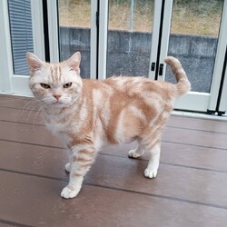 in春日井市☆初猫！保護猫をオウチに迎えよう☆2025年1月11日（土）～ちーむ にゃいんず