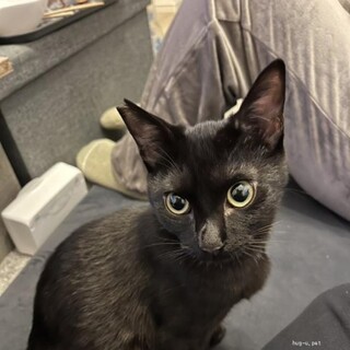 黒虎・猫・犬慣れ◎ゴロゴロ膝のり！エイズキャリア