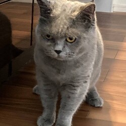 in江南市☆初猫！保護猫をオウチに迎えよう☆2025年1月12日（日）～ちーむ にゃいんず