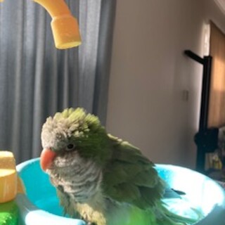 【里親決定】オキナインコ(緑)の里親募集