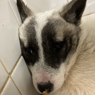 緊急！生後3ケ月位の可愛い子犬　12月17日迄