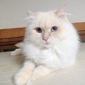 かわいい子、ホワイトカラーのもふもふちゃん