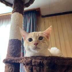 in名古屋市☆初猫！保護猫をオウチに迎えよう☆2025年1月12日（日）～ちーむ にゃいんず