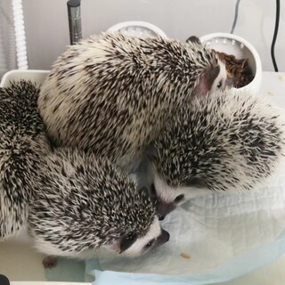 可愛いハリちゃん