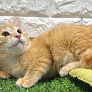 【1/12東日本橋】茶トラBOY♥️なんずらくん