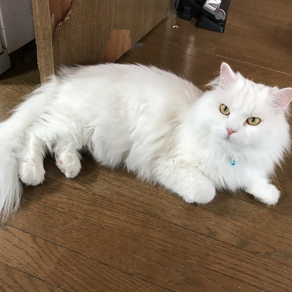 フィーロのカバー写真