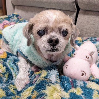 手がかからない優等生＊人懐こいシーズーの男の子