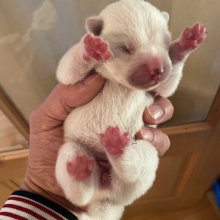 天然記念物　紀州犬の子犬が産まれました