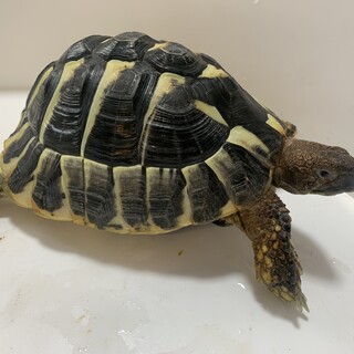 ヒガシヘルマンリクガメ　里親募集中