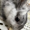 2歳のネザーランドドワーフ
