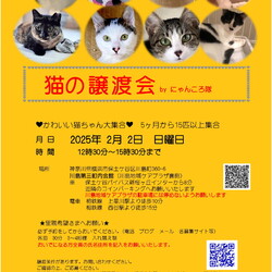 猫の譲渡会　by にゃんころ隊 　2/2