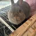 ネザーランドドワーフ