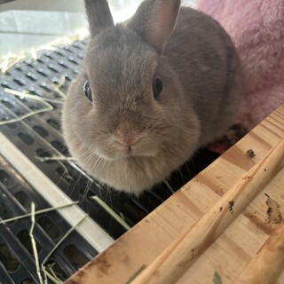 ネザーランドドワーフ