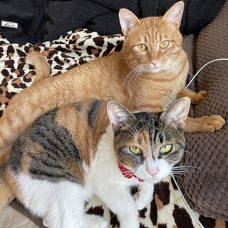 甘えん坊な兄妹猫????2匹同時募集