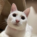 抱っこされてゴロにゃん♪神経症状も個性☆わたがし