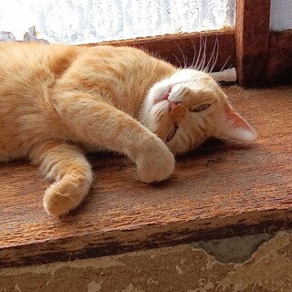 茶トラ男の子★3才