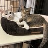 ゆっくり見守って愛らしいペア サムネイル2