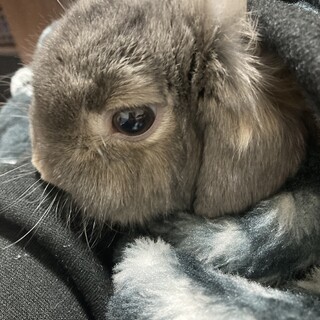 ホーランド・ロップ　うさぎ