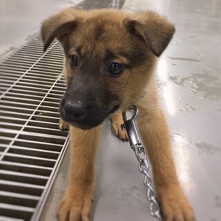 かわいい子犬　ジェノくん　2ヶ月