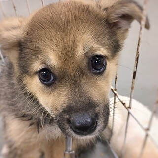 【相談中】かわいい子犬　マリナちゃん　2ヶ月