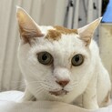 ☆12歳のおいもくん☆おだやか☆
