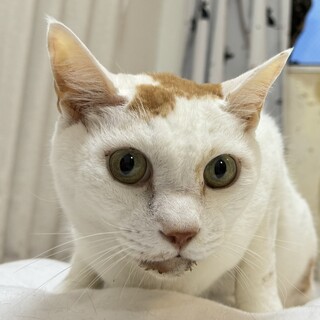 ☆12歳のおいもくん☆おだやか☆