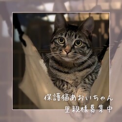 【猫の避妊と去勢の会】猫の譲渡会とパネル展、困りごと相談会 サムネイル2