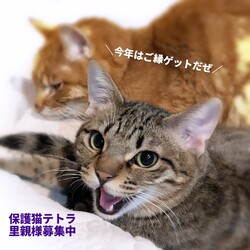 【猫の避妊と去勢の会】猫の譲渡会とパネル展、困りごと相談会 サムネイル3