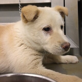 【相談中】かわいい子犬　桃ちゃん　2ヶ月