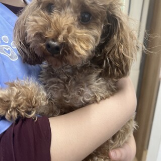 ⭐︎小ぶりなトイプードル⭐︎イケメンのチャチャくん