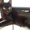 ＜トライアル中＞遊び好きで人が大好きな黒猫ちゃん♪ サムネイル5
