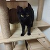 ＜トライアル中＞遊び好きで人が大好きな黒猫ちゃん♪ サムネイル6