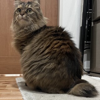 サイベリアン風　長毛麦わら猫