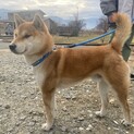 柴犬の6才の男の子