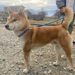 柴犬の6才の男の子