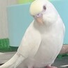 おはなちゃん(•ө•)♡
