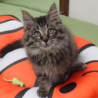 【1/12東銀座】ぽぽくん★3ヵ月